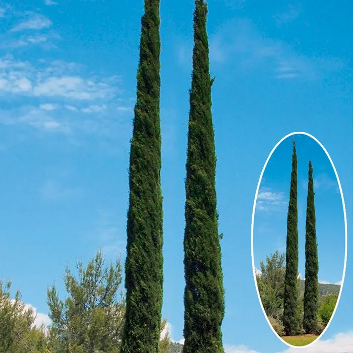 Toscana-Zypresse ‚Pyramidalis‘ Cupressus sempervirens Pyramidalis – Bestellnummer 3343572