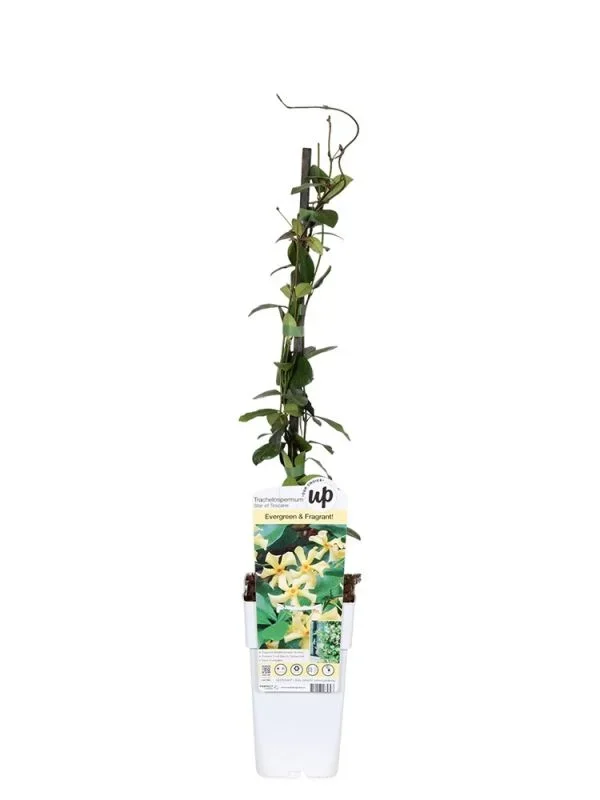 Trachelospermum Jasminoides Star of Toscane