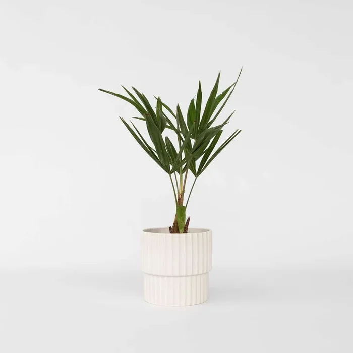 Trachycarpus Fortunei – Set of 4 – Fan Palm Tree