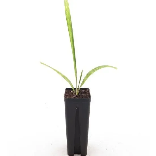Trachycarpus latisectus – Windamere Palm