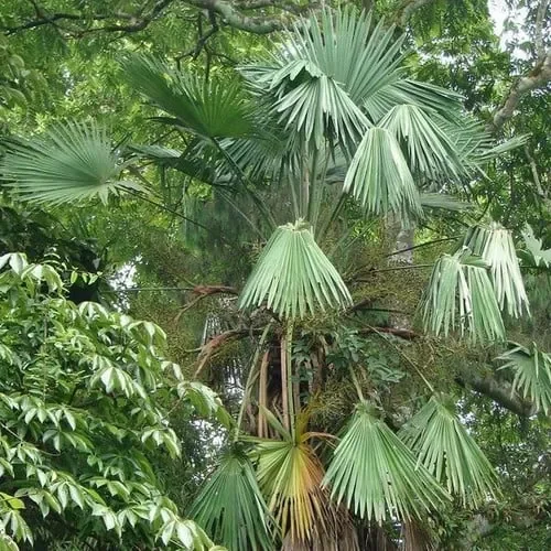 Trachycarpus Latisectus