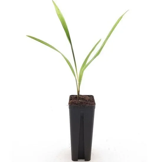 Trachycarpus nova x nanus – Trachycarpus hybride