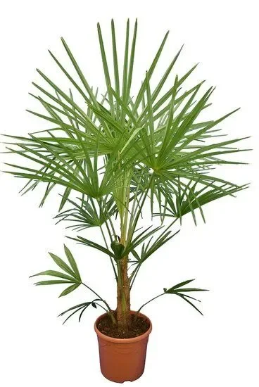 Trachycarpus sp. Nova – Fächerpalm