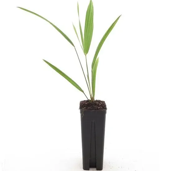 Trachycarpus wagnerianus – Wagner palm