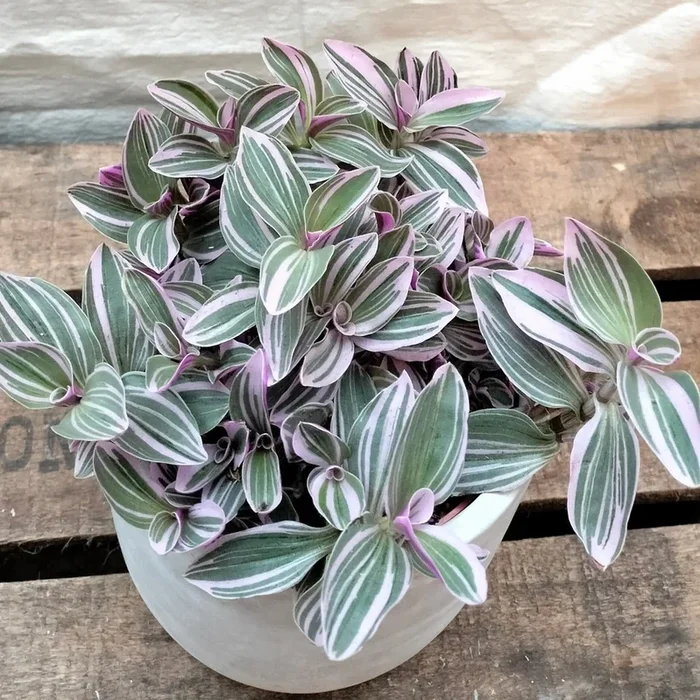 Tradescantia albiflora Nanouk – Fantasy Plant