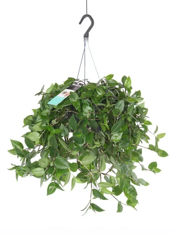 Tradescantia Green Hill