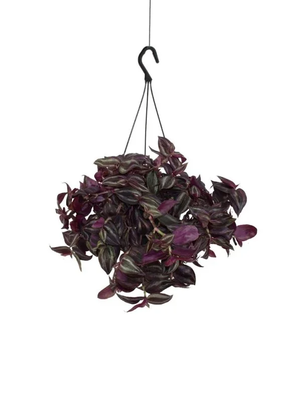 Tradescantia Jewel Red