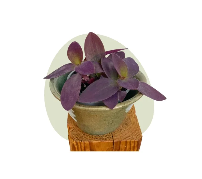 Tradescantia Pallida – lila Purpurherz