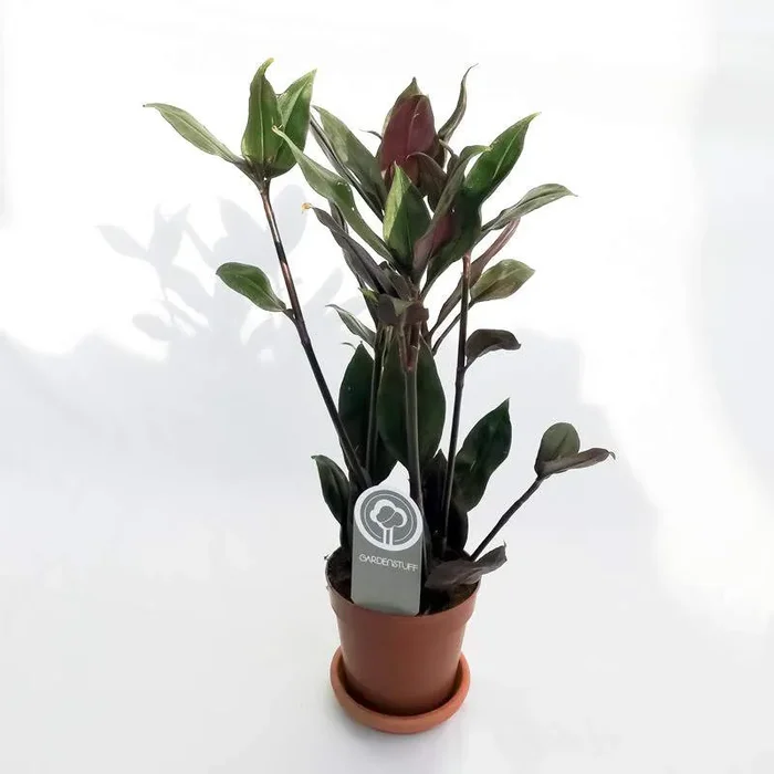 Tradescantia spathacea oder Misery Grass