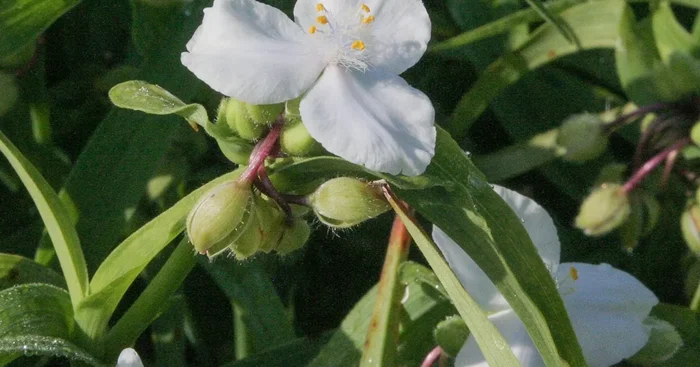 Tradescantia x anders.’Innocence‘