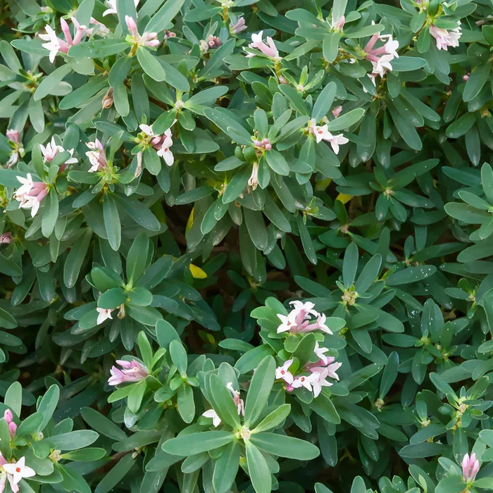 Transatlantischer Seidelbast Pink Fragrance®