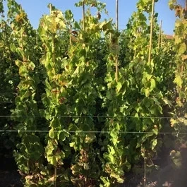 Traube (Vitis vinifera ‚Alphonse Lavalle‘)