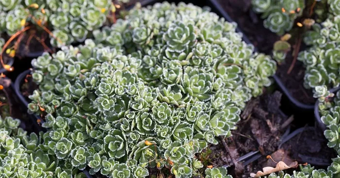Trauben-Steinbrech brevifolia