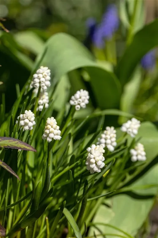Traubenhyazinthe ‚Album‘ – 10 Blumenzwiebeln