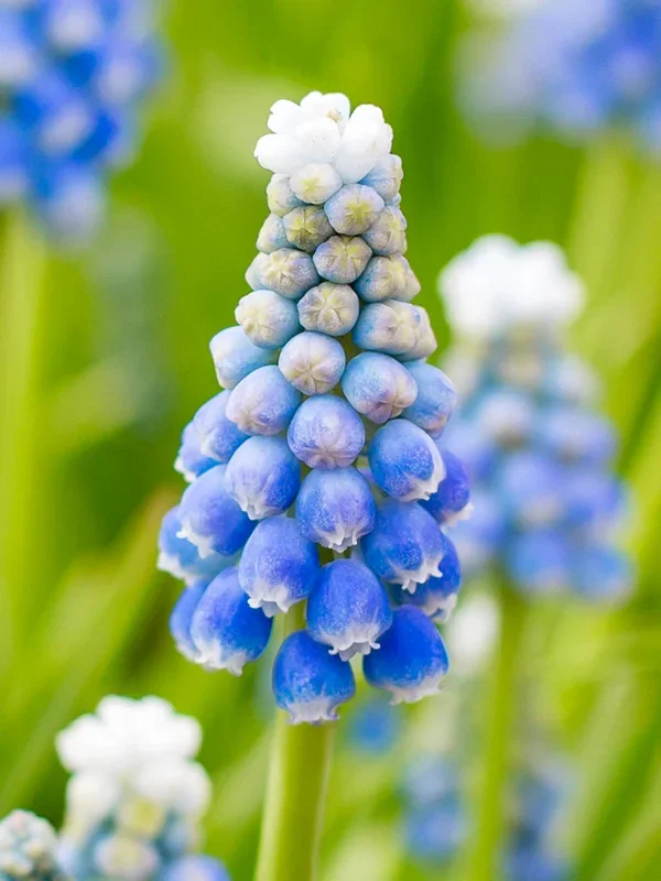 Traubenhyazinthe Ocean Magic (Muscari)