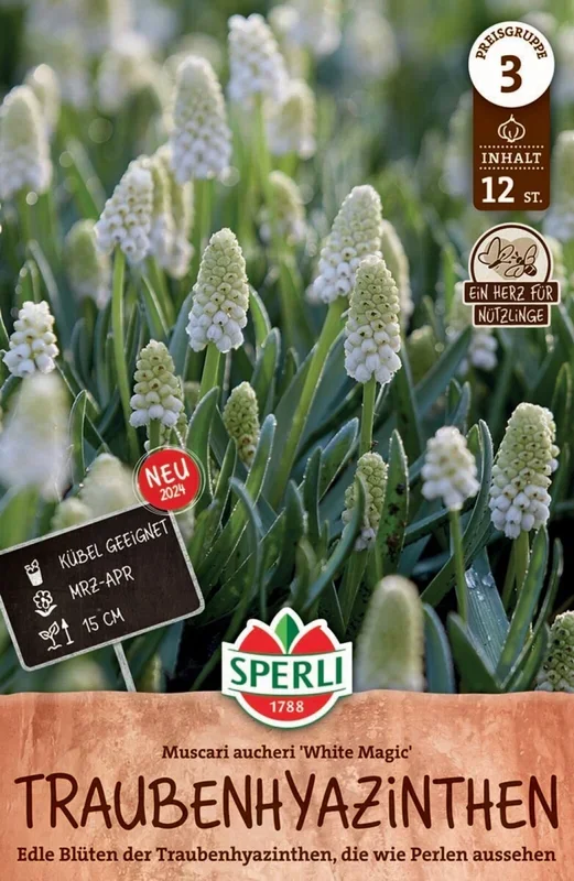Traubenhyazinthe White Magic, hitzetoleranter Nektarspender, Schnittblume, Kübelgeeignet