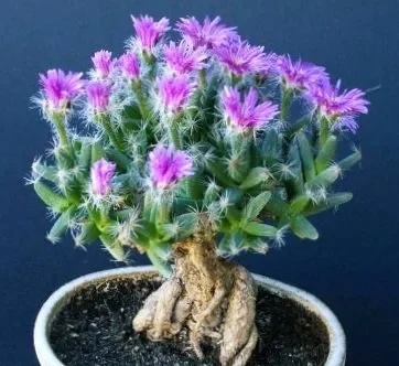 Trichodiadema densum