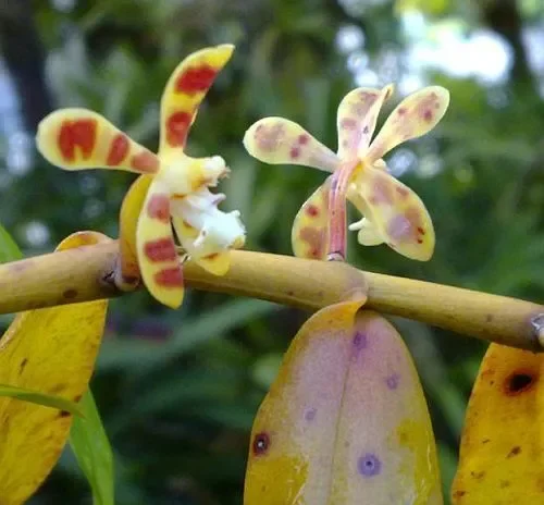 Trichoglottis cirrhifera