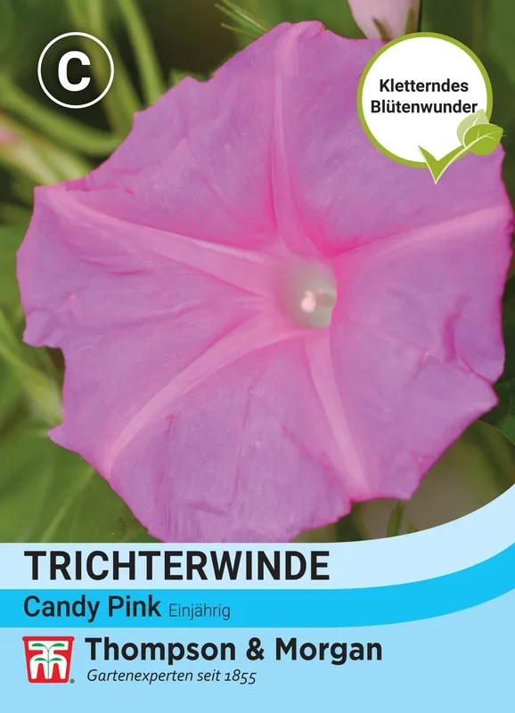 Trichterwinde Candy Pink