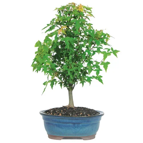 Trident Maple – DT0509TM