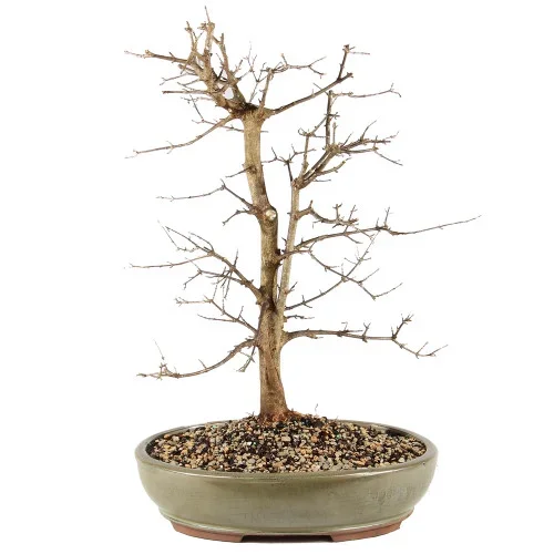Trident Maple – ST0625TM-B