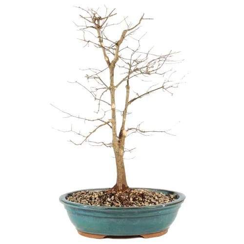 Trident Maple – ST0625TM-M