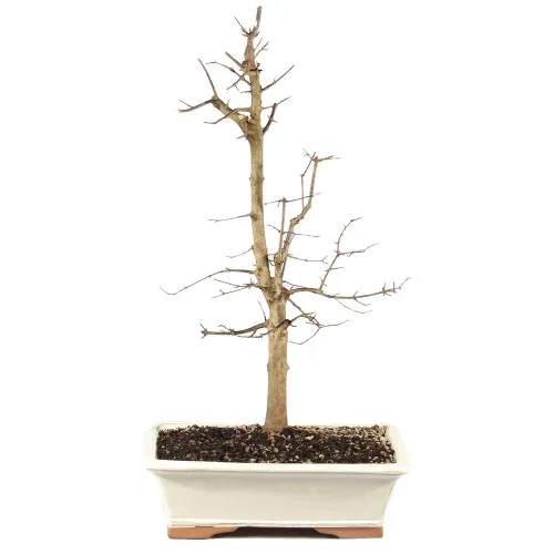 Trident Maple – ST0825TM-D