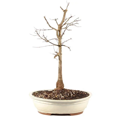 Trident Maple – ST0825TM-F