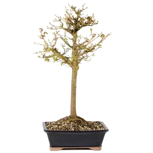 Trident Maple – ST1225TM-P