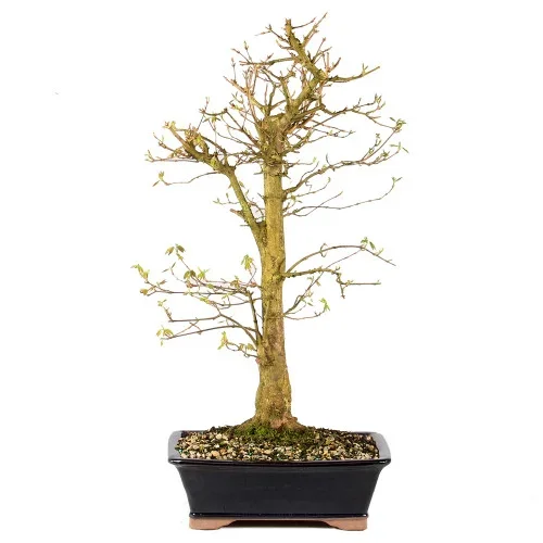 Trident Maple – ST1225TM-R