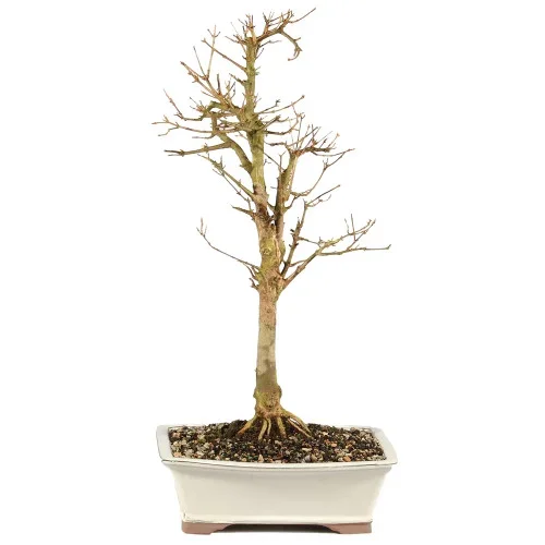 Trident Maple – ST1325TM-A