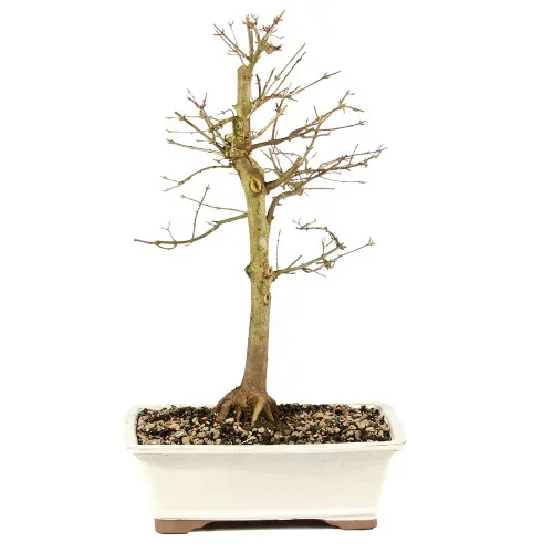 Trident Maple – ST1325TM-C
