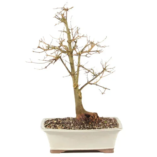 Trident Maple – ST1325TM-Z
