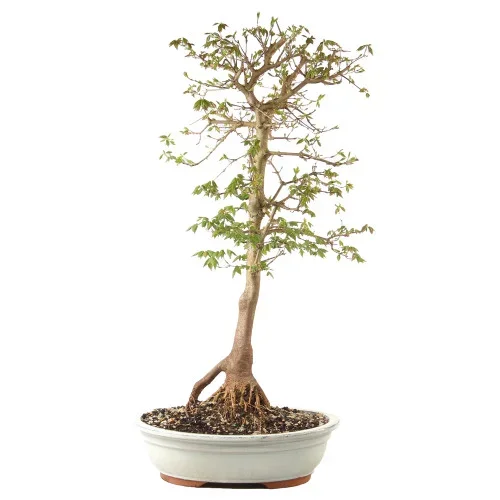 Trident Maple – ST2225TM-J
