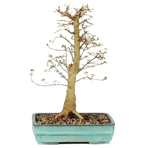 Trident Maple – ST3225TM-F