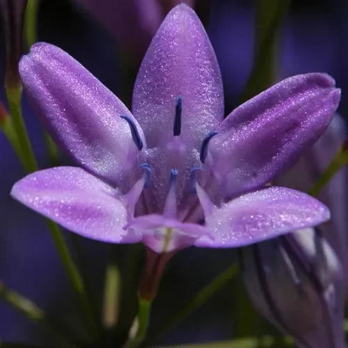 Triteleia Bridgesii
