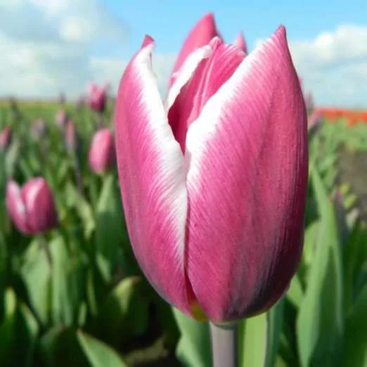 Triumph-Tulpe Synaeda Blue