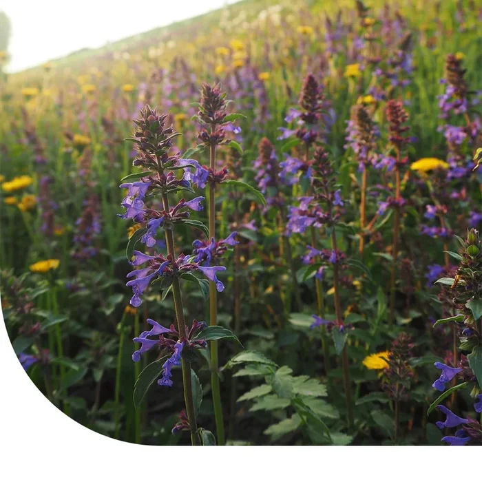 Trockenresistente Blumenmischung | MRS Seeds