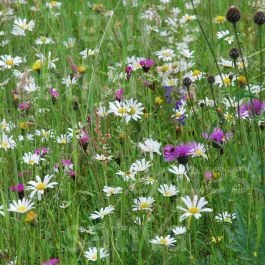 Trockenwiesenkräuter – Wildblumenmischung