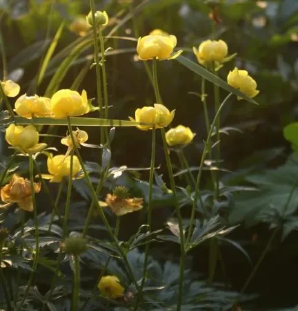 Trollblume (Trollius europaeus) „Bio“