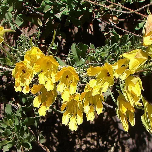 Tropaeolum Leptophyllum