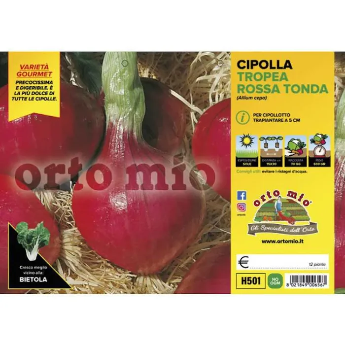 Tropea Rossa Tonda Zwiebelpflanzen