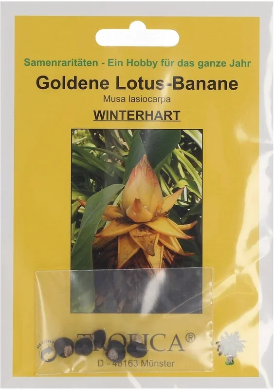 TROPICA Goldene Lotusbanane, 5 Korn