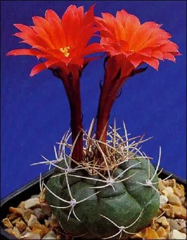 TROPICA Peruanischer Zwergkaktus