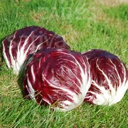 TT 506 – Radicchio Palla rossa