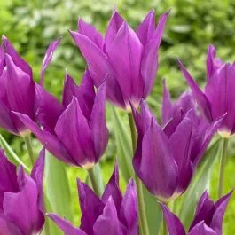 Tulip lily flowering Yume no murasaki 11/12 cm