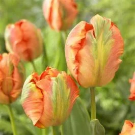 Tulip parrot Flower Power 11/12 cm