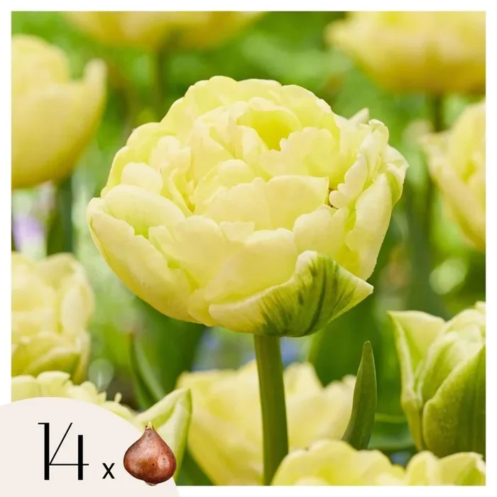 Tulipa ‚Avant Garde‘ – Set of 14 – Tulip – Yellow