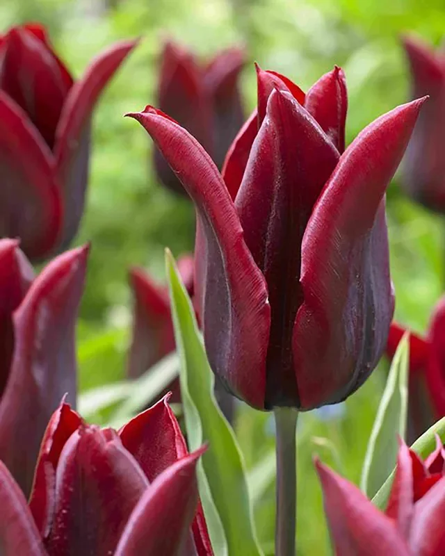 Tulipa ‚Lasting Love‘ (Garten-Tulpe)