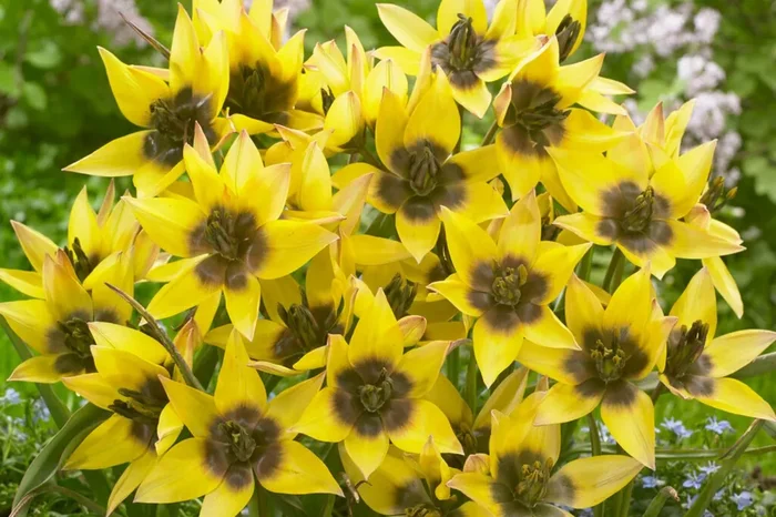 Tulipa ‚Lucca‘ (Wild-Tulpe)